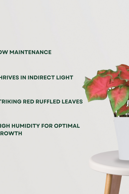 Red ruffle caladium plant
