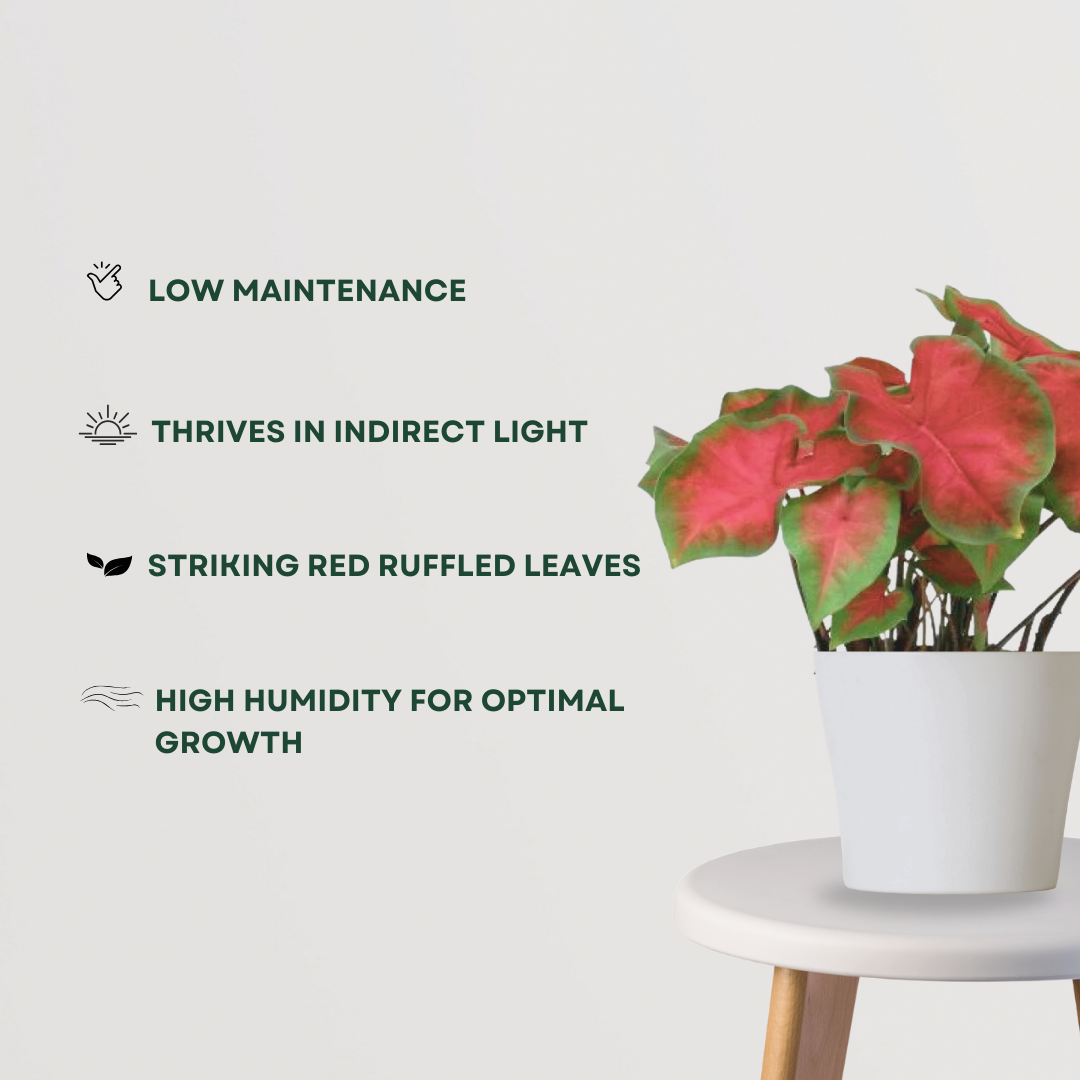 Red ruffle caladium plant
