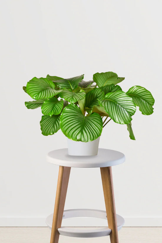 Tropical Treasure Deal (Calathea Orbifolia, Anthurium, Philodendron Birkin)