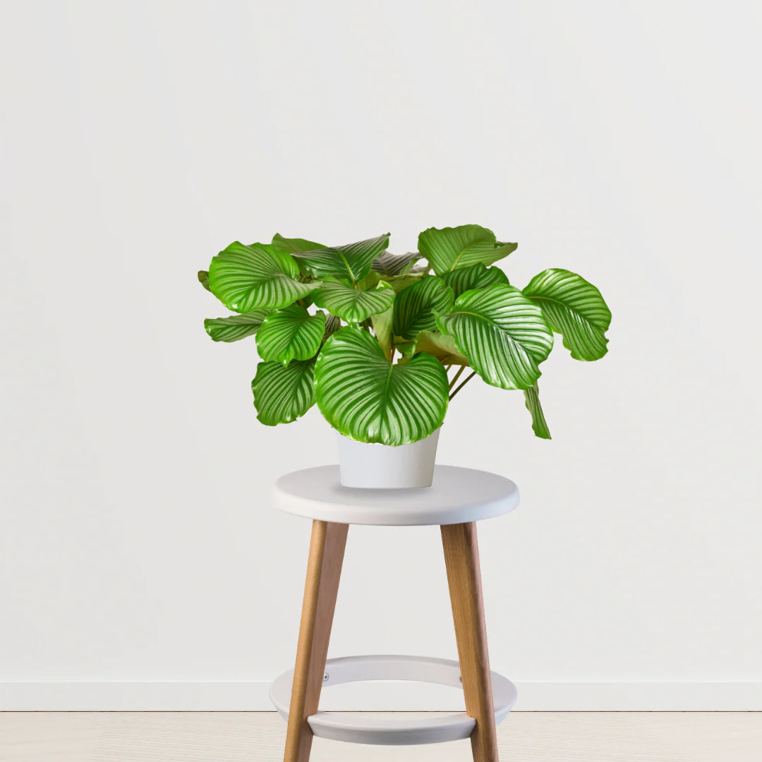 philodendron orbifolia Tropical Treasure Deal (Calathea Orbifolia, Anthurium, Philodendron Bi – Gardengram