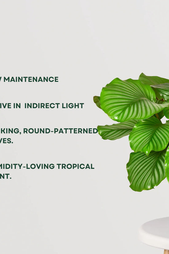 Calathea Orbifolia Medium