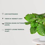 Calathea Orbifolia Medium