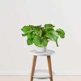 Calathea Orbifolia Medium