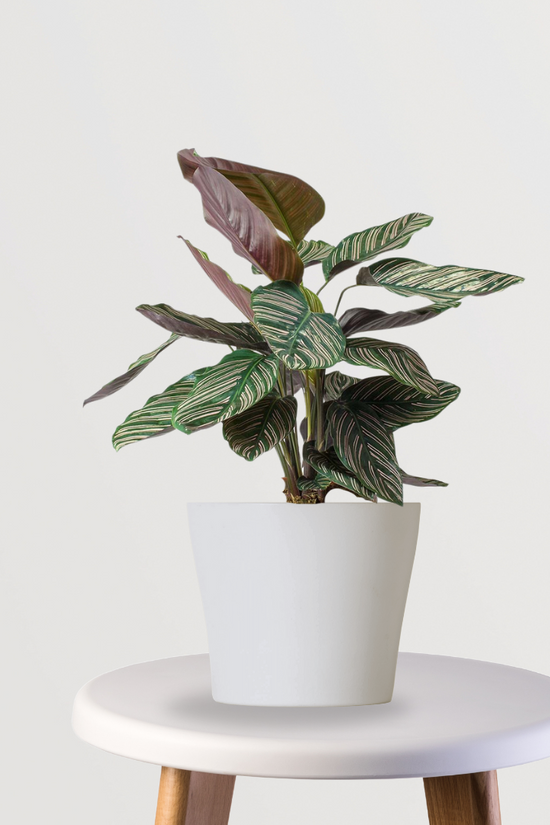 Calathea Sanderiana air purifier
