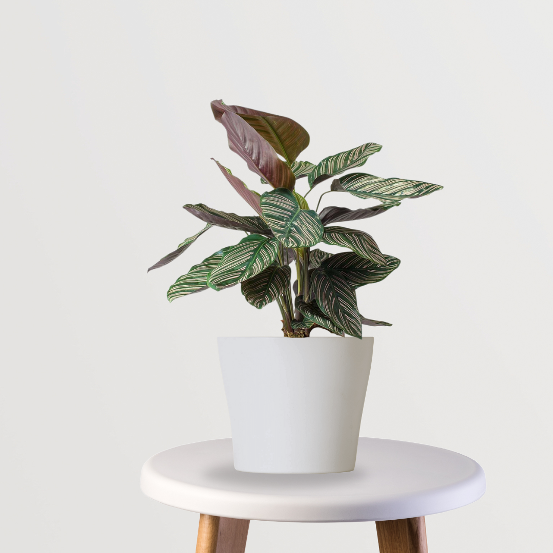 Calathea Sanderiana air purifier

