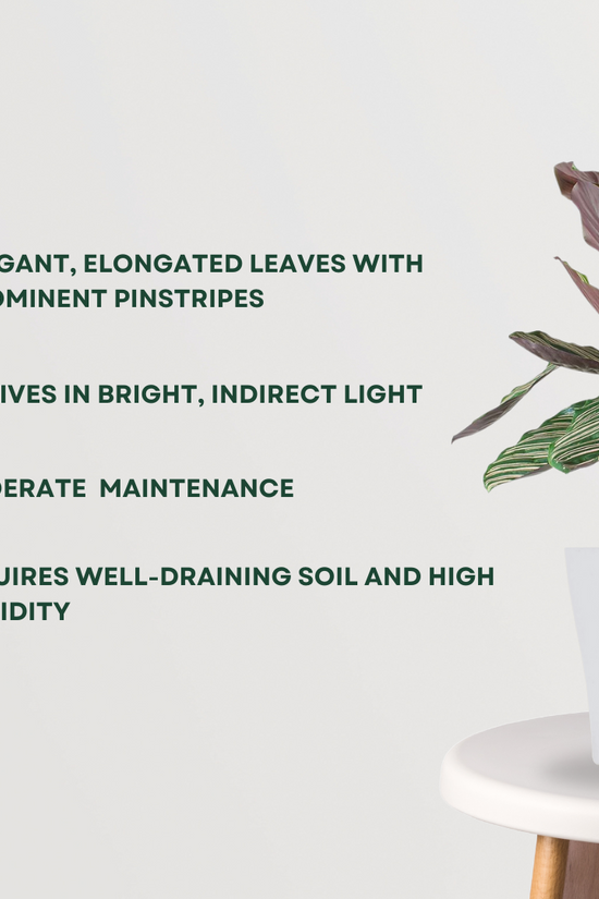 Calathea Sanderiana air purifier
