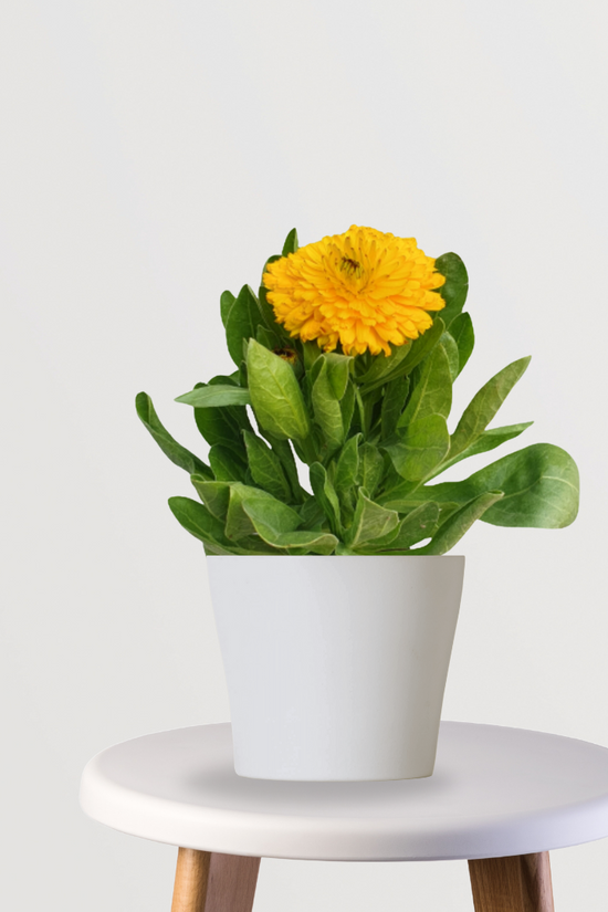 Calendula flowering plant
