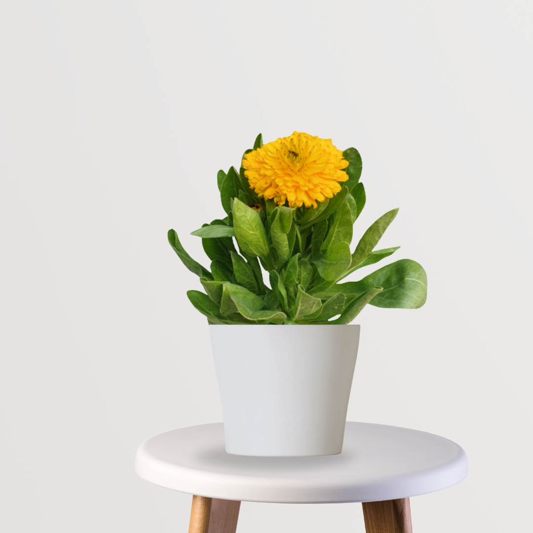 Calendula flowering plant
