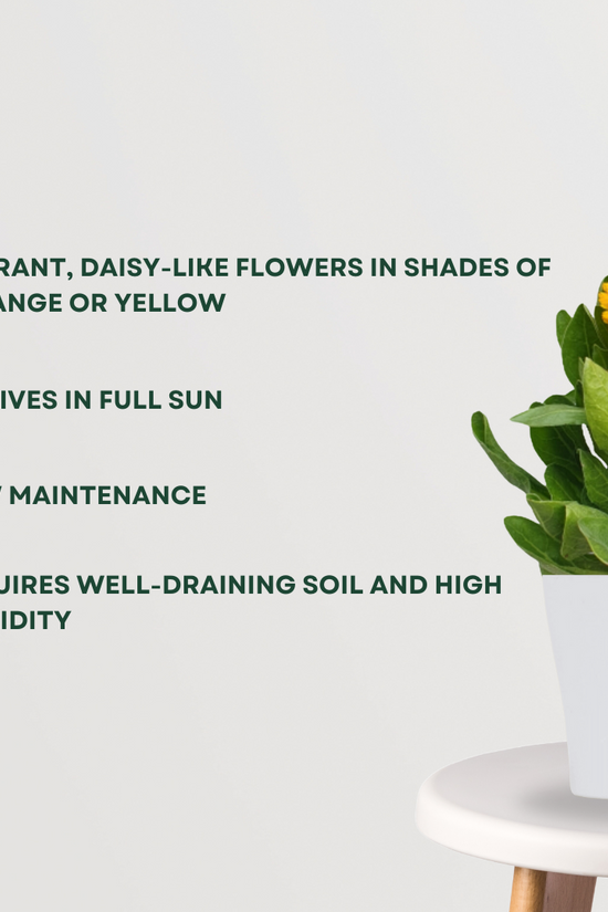 Calendula flowering plant
