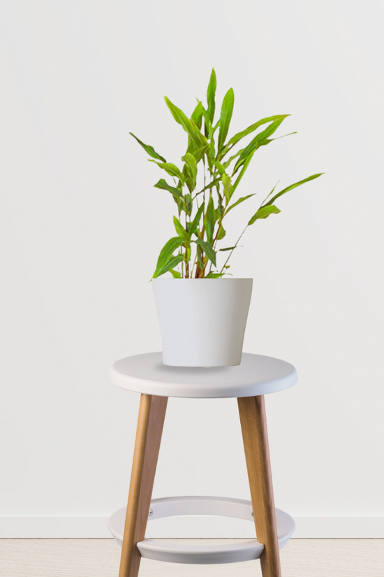 Elaichi (cardamom) plant
