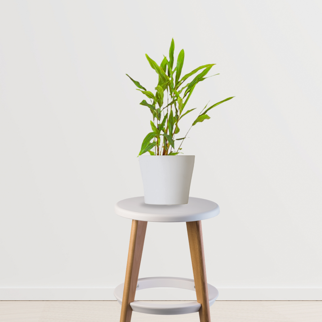 Elaichi (cardamom) plant
