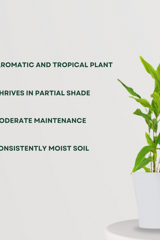 Elaichi (cardamom) plant
