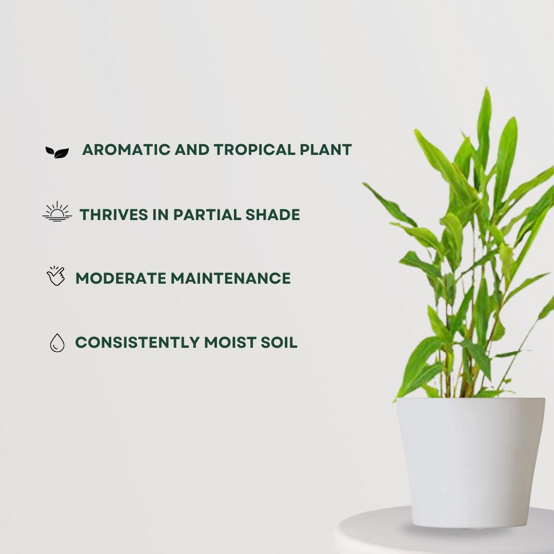 Elaichi (cardamom) plant
