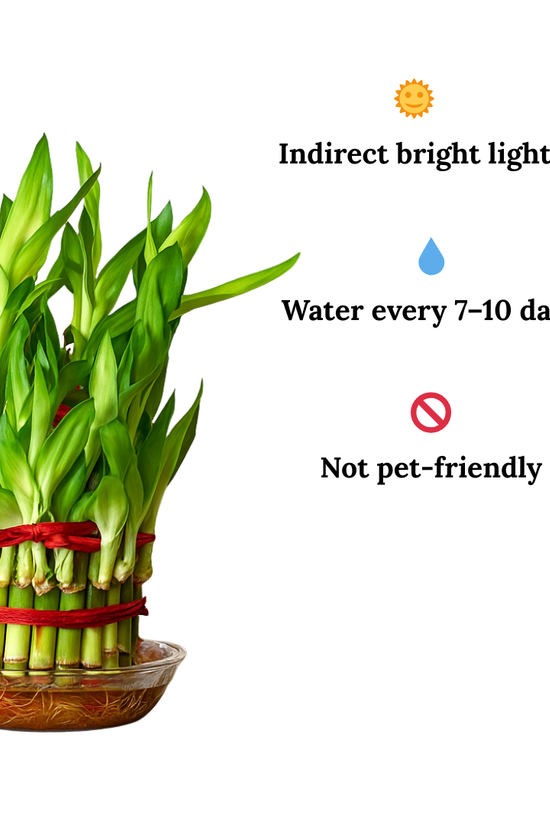 Care Guide for Lucky Bamboo 3 layer