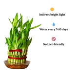 Bamboo plant with care instructions on a white background