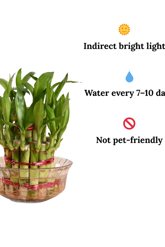 Care Tips of Low Maintenance Lucky Bamboo Plant - Indoor Plant with Glass Bowl