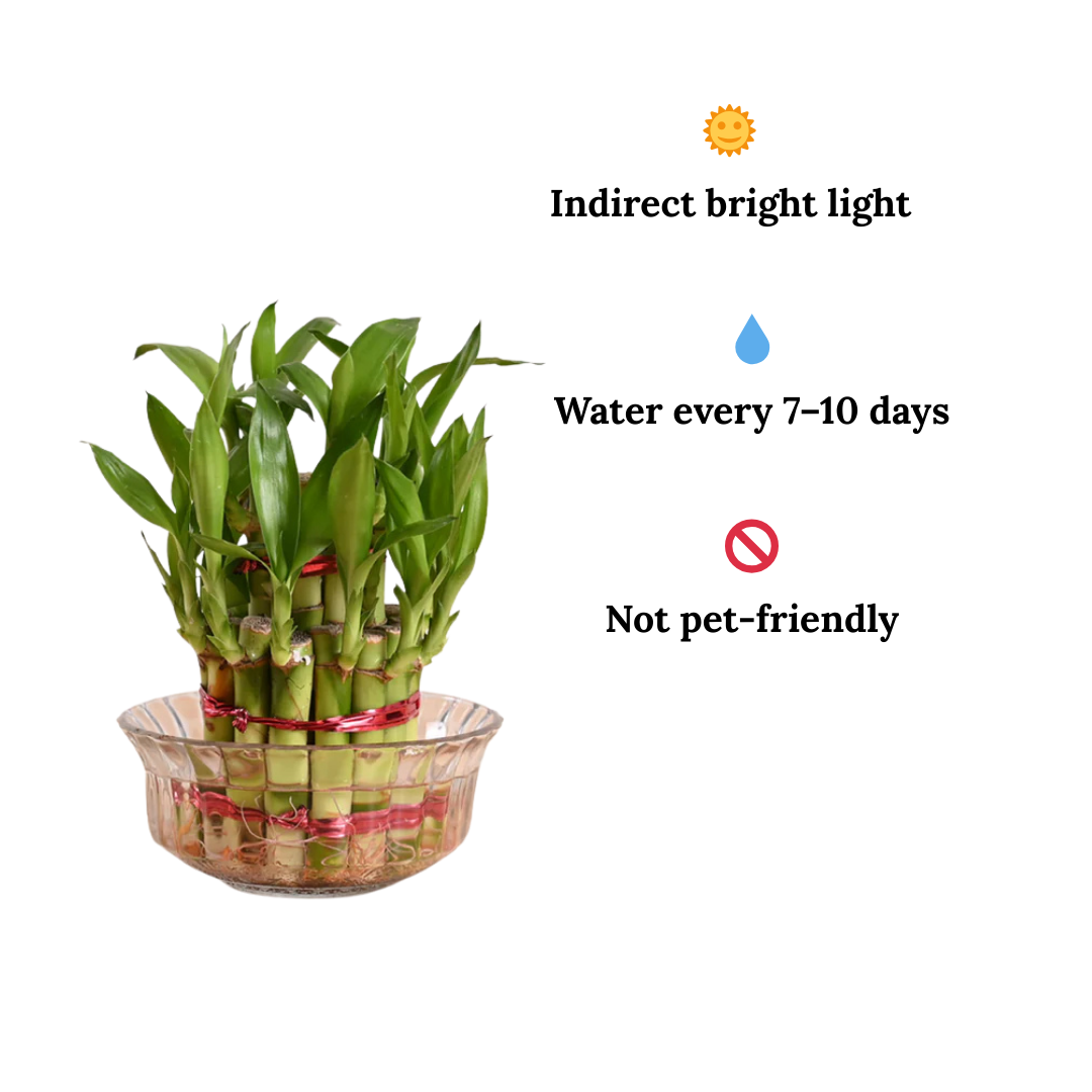 Care Tips of Low Maintenance Lucky Bamboo Plant - Indoor Plant with Glass Bowl