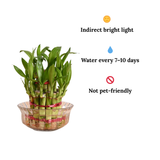 Bamboo plant in a glass container with care instructions on a white background