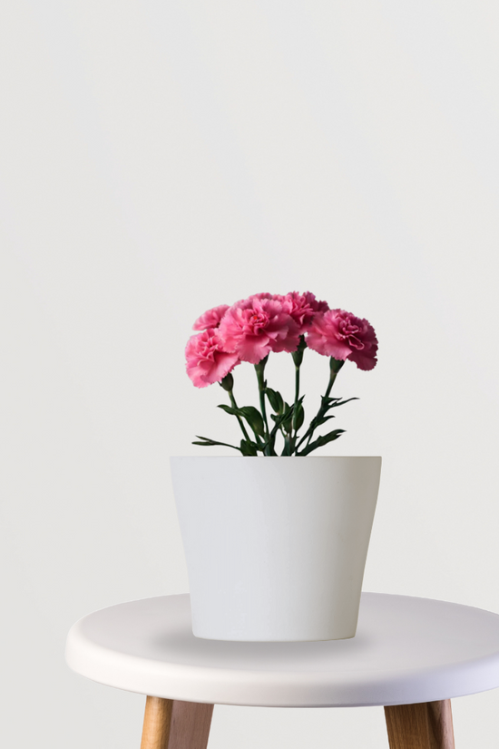 Carnation flowering plant
