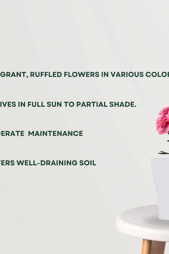 Carnation flowering plant
