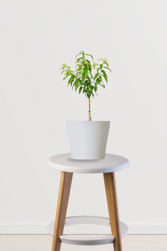 Cashew nut plant for farm or home
