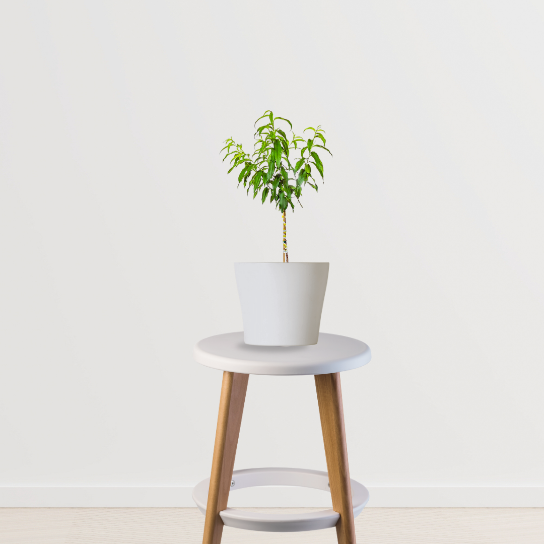 Cashew nut plant for farm or home
