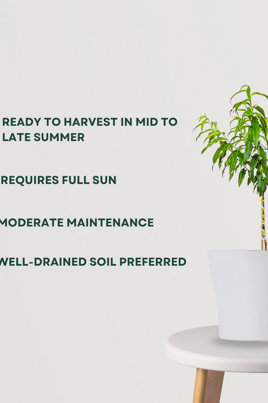 Cashew nut plant for farm or home
