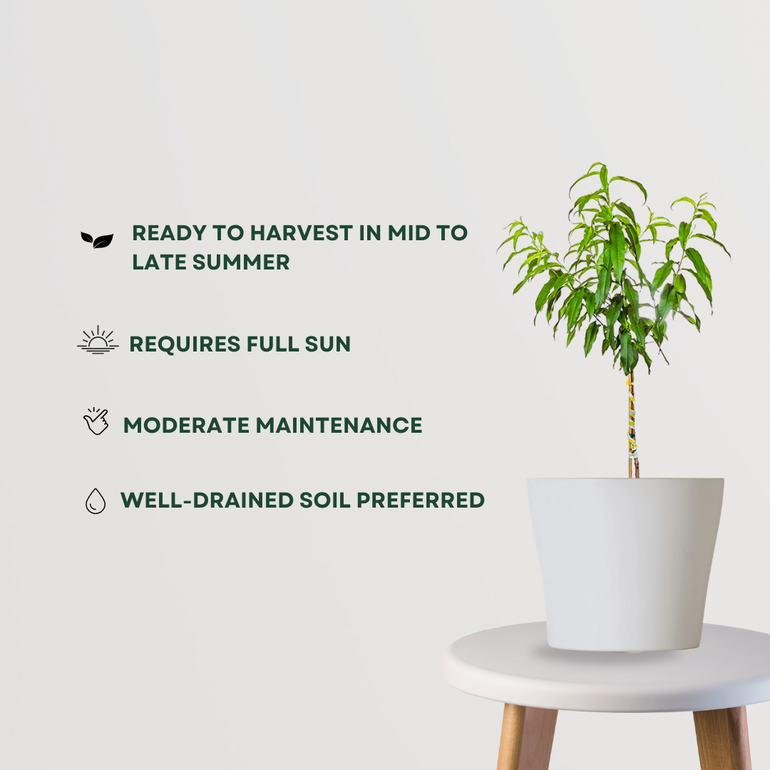 Cashew nut plant for farm or home
