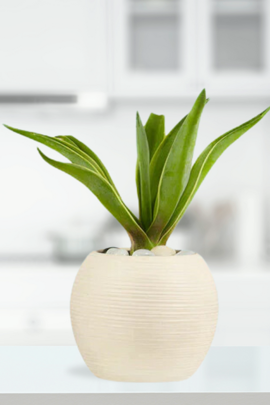 Globe off-white spiral ceramic pot

