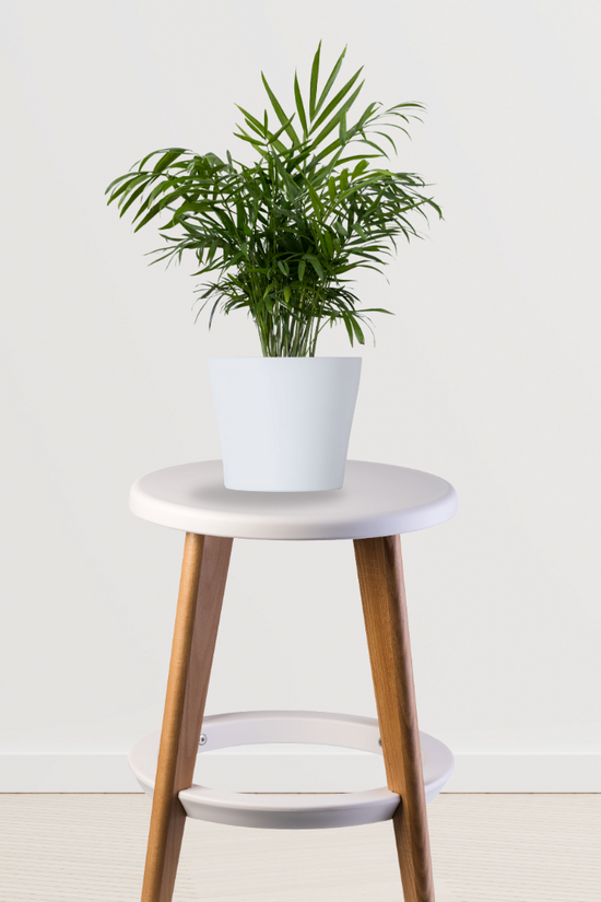 Chamaedorea palm houseplant