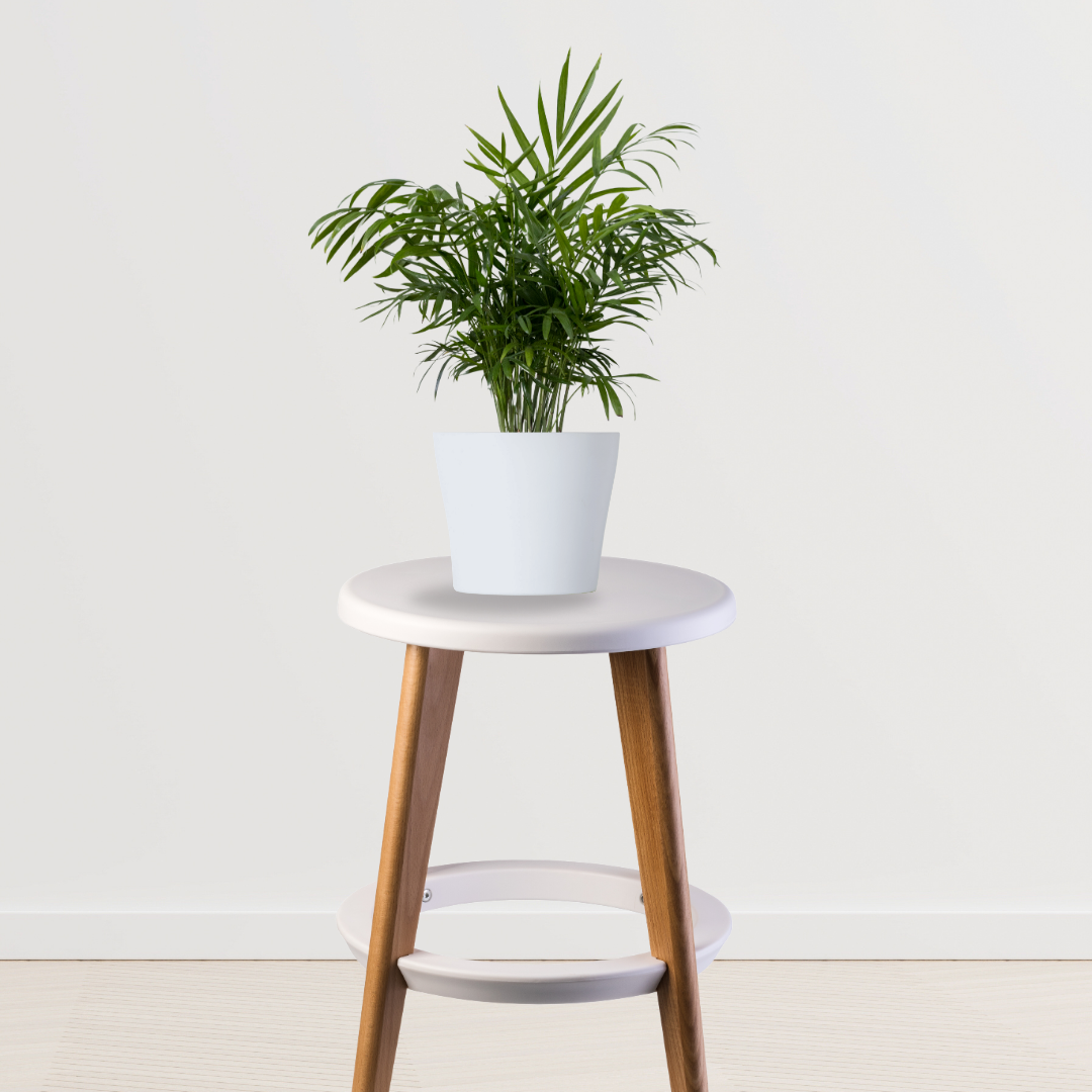 Chamaedorea palm houseplant