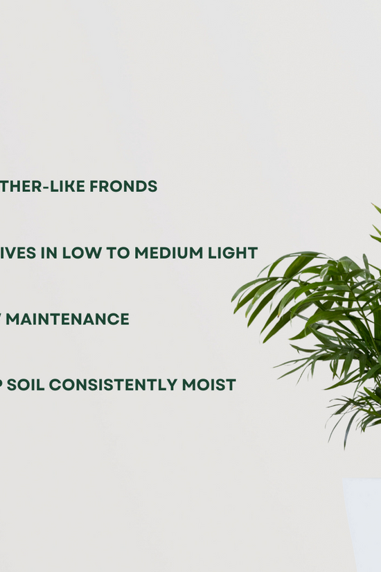 Chamaedorea palm houseplant