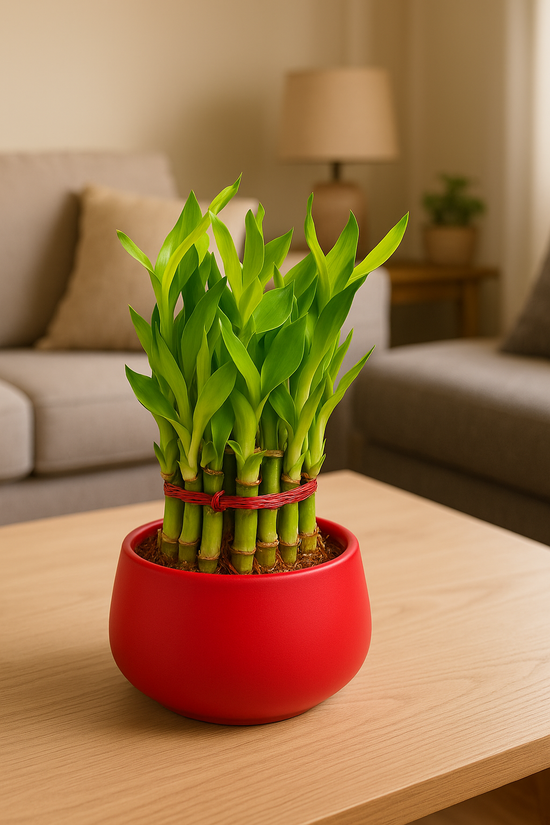 Lucky Bamboo Plant 2 layer - Gardengram