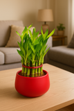Lucky Bamboo Plant 2 layer