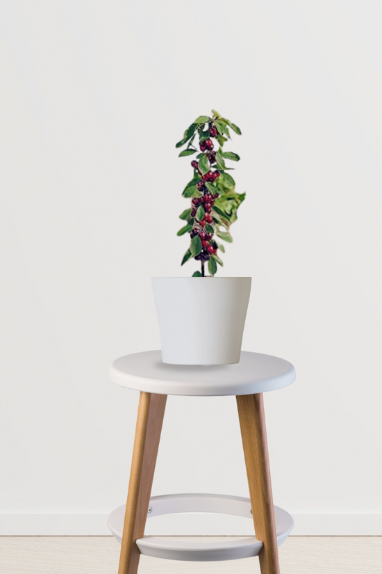 Cherry fruit tree for backyard planting
