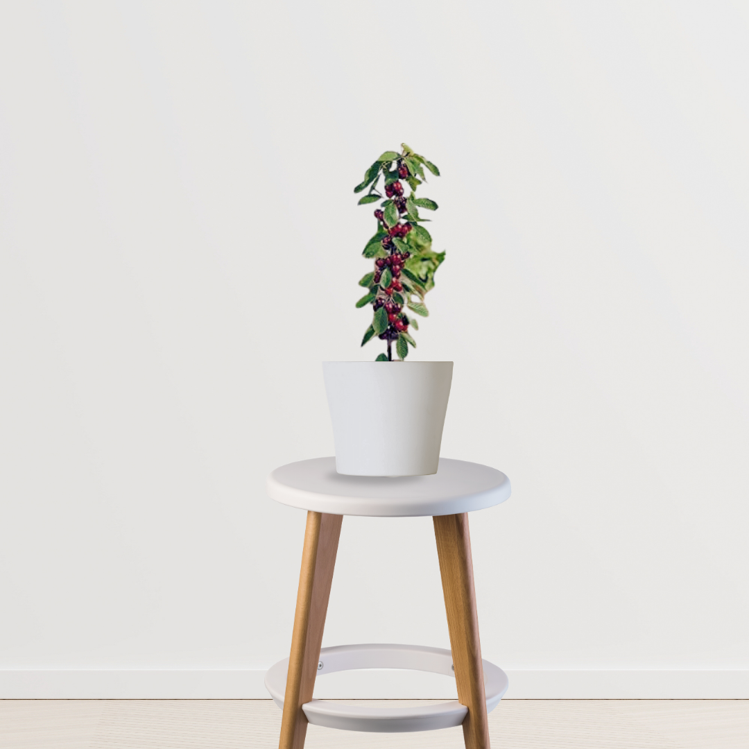 Cherry fruit tree for backyard planting
