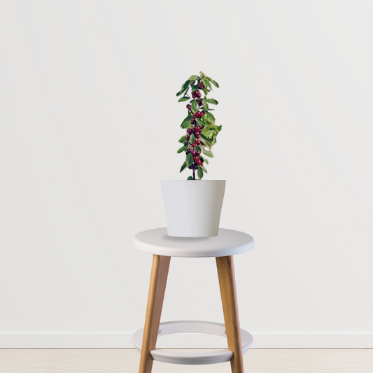 Cherry fruit tree for backyard planting
