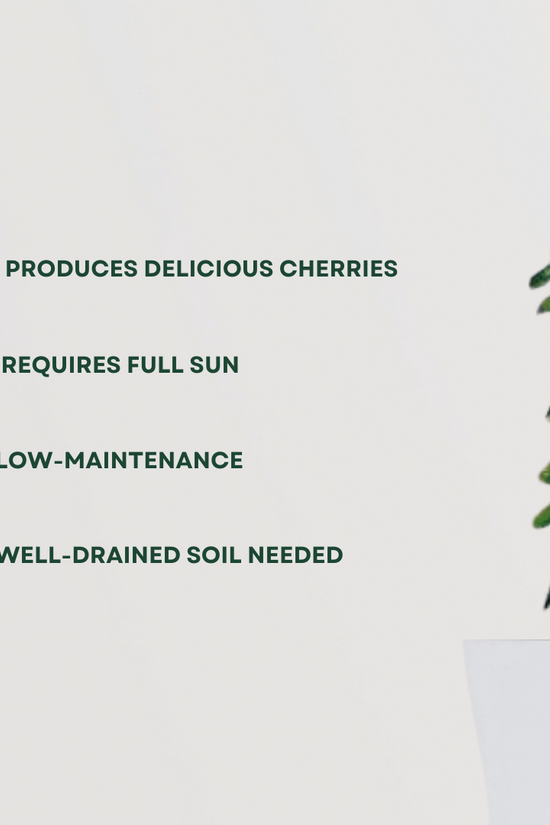 Cherry fruit tree for backyard planting
