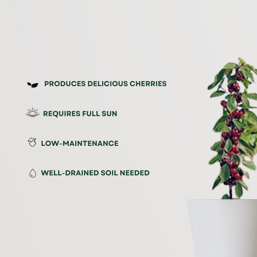 Cherry fruit tree for backyard planting
