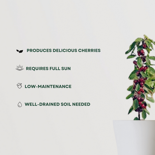 Cherry fruit tree for backyard planting
