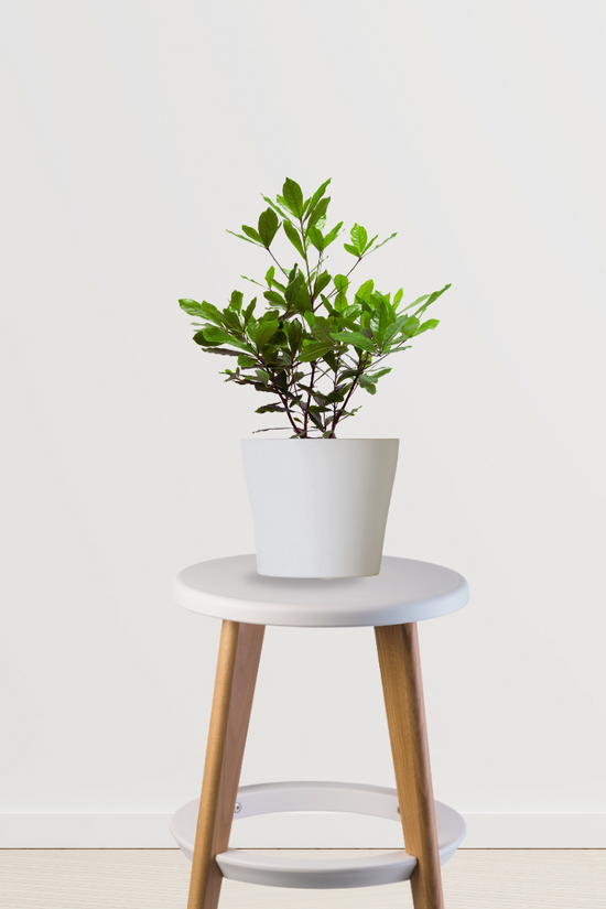 Dwarf chikoo plant for containers
