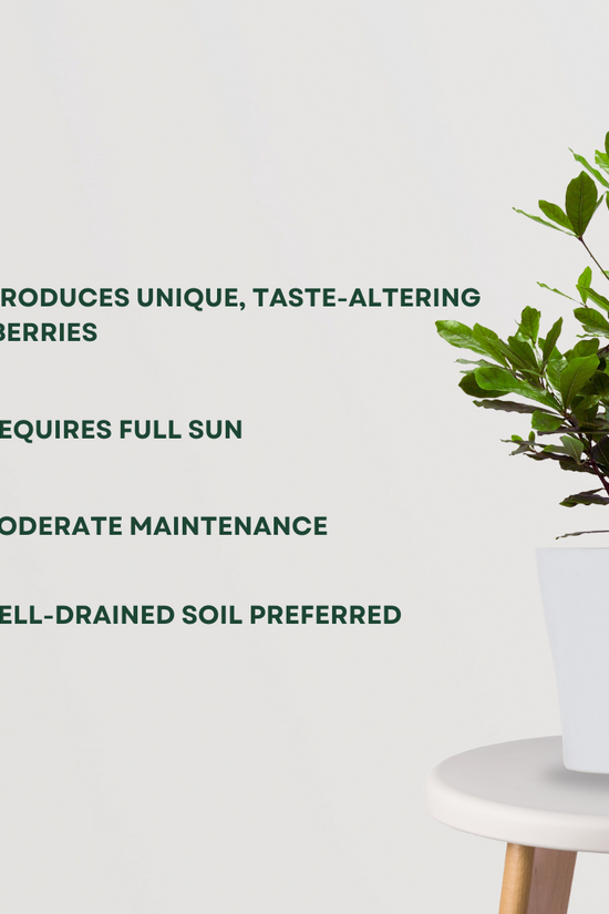 Dwarf chikoo plant for containers
