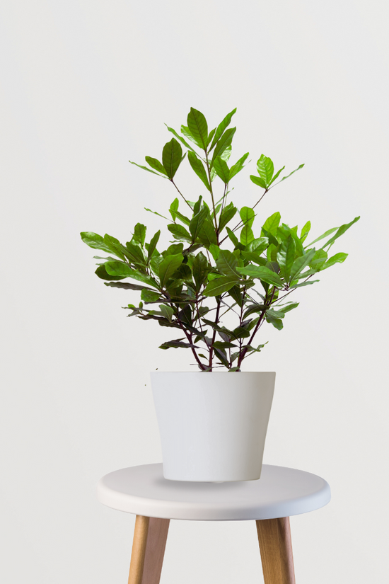 Big chikoo fruit plant
