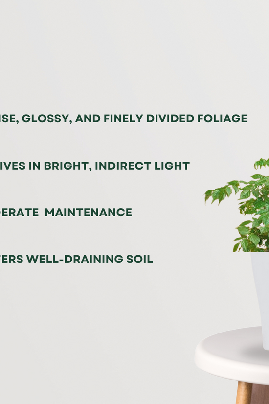 Small indoor China Doll plant
