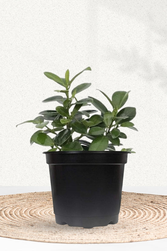 Chinese banyan plant - ficus microcarpa
