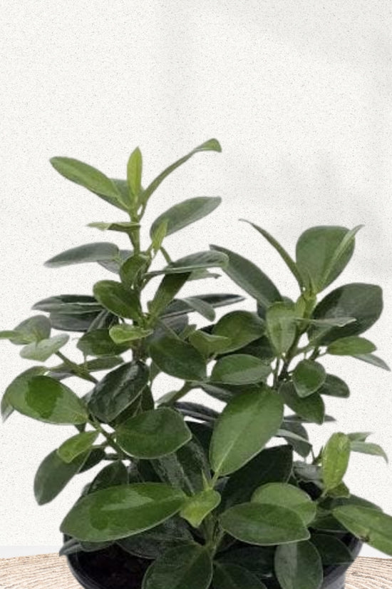 Chinese banyan plant - ficus microcarpa
