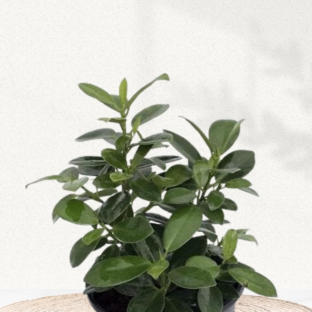 Chinese banyan plant - ficus microcarpa
