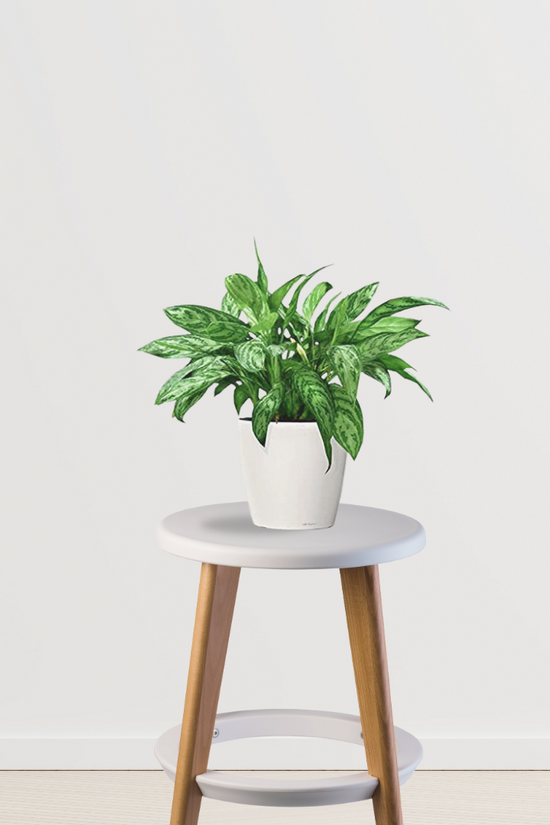 Chinese evergreen plant – Aglaonema
