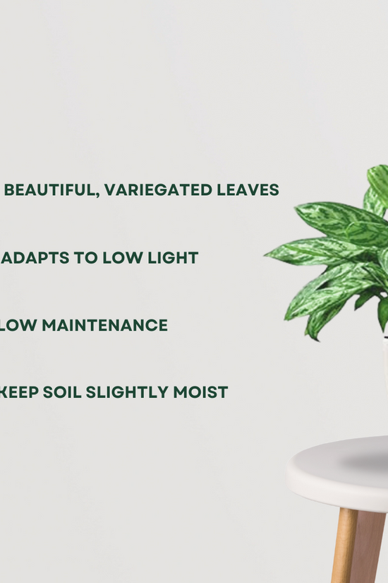 Chinese evergreen plant – Aglaonema
