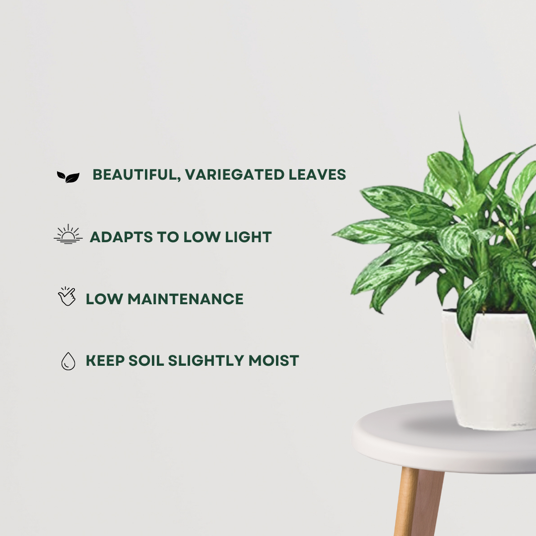 Chinese evergreen plant – Aglaonema
